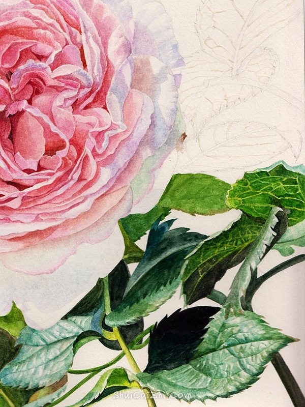 英国玫瑰水彩画法 (10)